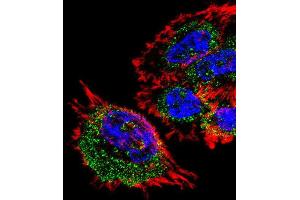 Immunofluorescence (IF) image for anti-Mitochondrial Ribosomal Protein L28 (MRPL28) antibody (ABIN3000729)