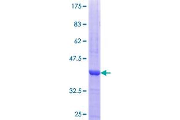 PRKACG Protein (AA 1-100) (GST tag)