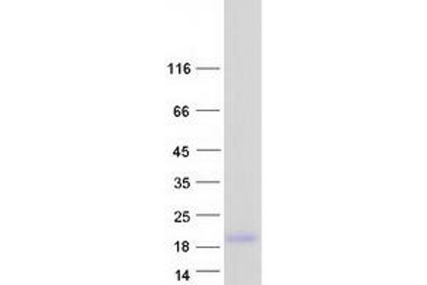 SPRR2D Protein (Myc-DYKDDDDK Tag)