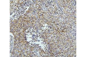 IHC analysis of TXN2 using anti-TXN2 antibody (ABIN7602150). (TXN2 Antikörper  (AA 60-166))