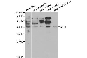 Western blot analysis of extracts of various cell lines, using SELL antibody (ABIN5970793) at 1/1000 dilution. (L-Selectin Antikörper)