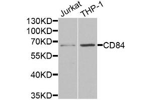 Western blot analysis of extracts of various cell lines, using CD84 antibody (ABIN5973833) at 1/1000 dilution. (CD84 Antikörper)