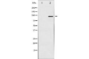 Western blot analysis of FKHRL1 expression in serum treated NIH-3T3 whole cell lysates,The lane on the left is treated with the antigen-specific peptide. (FOXO3 Antikörper  (Internal Region))