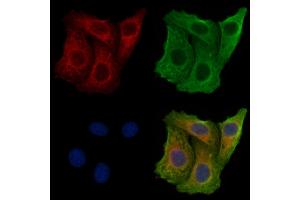 ABIN7094716 and ABIN7098767 staining Hela cells by IF/ICC.