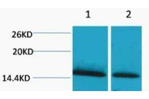 Western Blotting (WB) image for anti-Histone H1 (meLys25) antibody (ABIN3181326)