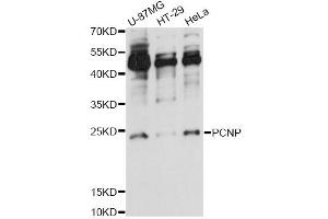 Western blot analysis of extracts of various cell lines, using PCNP antibody (ABIN6293974) at 1:1000 dilution. (PCNP Antikörper)