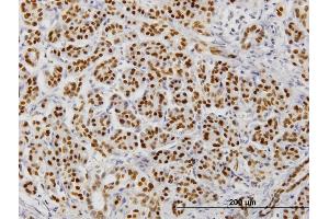 Immunoperoxidase of monoclonal antibody to FOXA2 on formalin-fixed paraffin-embedded human pancreas. (FOXA2 Antikörper  (AA 363-457))