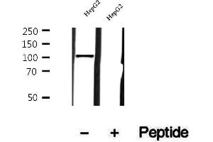 Western blot analysis of extracts of HepG2 cells, using MTHFD1L antibody.