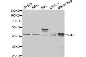 Western blot analysis of extracts of various cell lines, using SGCE antibody (ABIN5973070) at 1/1000 dilution. (SGCE Antikörper)
