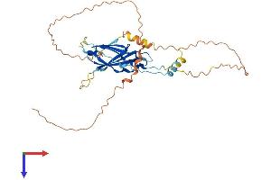FNDC8 Protein (AA 1-324) (His tag)