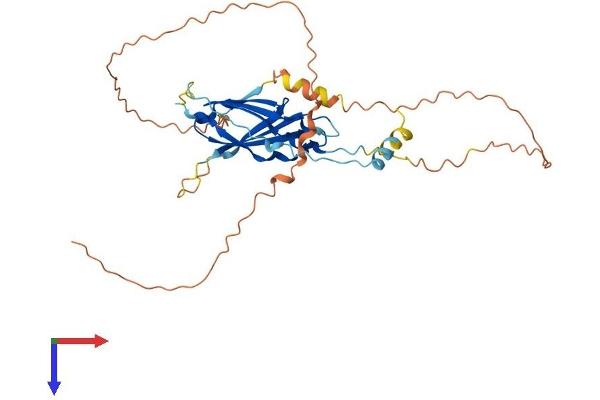 FNDC8 Protein (AA 1-324) (His tag)