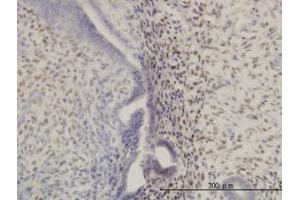 Image no. 1 for anti-Homeobox A11 (HOXA11) (AA 60-167) antibody (ABIN598748) (Homeobox A11 Antikörper  (AA 60-167))