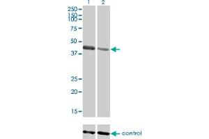 Western blot analysis of TRIM63 over-expressed 293 cell line, cotransfected with TRIM63 Validated Chimera RNAi (Lane 2) or non-transfected control (Lane 1).