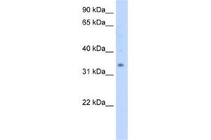 anti-Methylsterol Monooxygenase 1 (MSMO1) (N-Term) antibody