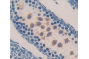 IHC-P analysis of Mouse Tissue, with DAB staining. (NEIL3 Antikörper  (AA 2-187))