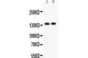 Anti- PER2 Picoband antibody, Western blotting All lanes: Anti PER2  at 0.