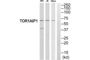 Western blot analysis of extracts from 293 cells, Jurkat cells and HeLa cells, using TOR1AIP1 antibody.
