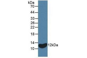 Detection of Recombinant IL8, Equine using Monoclonal Antibody to Interleukin 8 (IL8) (IL-8 Antikörper  (AA 23-101))