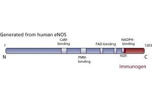 Image no. 1 for anti-Nitric Oxide Synthase 3 (Endothelial Cell) (NOS3) (AA 1025-1203) antibody (ABIN967887) (ENOS Antikörper  (AA 1025-1203))