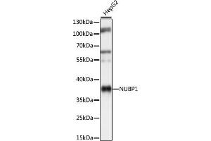 Western blot analysis of extracts of HepG2 cells, using NUBP1 antibody (ABIN7269062) at 1:1000 dilution.
