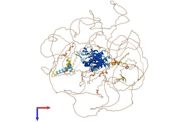 LMTK2 Protein (AA 1-1471) (His tag)