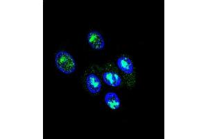 Confocal immunofluorescent analysis of FOXP2 Antibody (C-term) (ABIN651939 and ABIN2840465) with HepG2 cell followed by Alexa Fluor® 488-conjugated goat anti-rabbit lgG (green). (FOXP2 Antikörper  (AA 657-684))