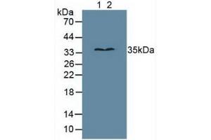 Figure. (MPG Antikörper  (AA 221-296))