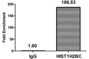 Chromatin Immunoprecipitation Hela (10 6 , treated with 30 mM sodium butyrate for 4h) were treated with Micrococcal Nuclease, sonicated, and immunoprecipitated with 5 μg anti-HIST1H2BC (ABIN7139151) or a control normal rabbit IgG. (Histone H2B Antikörper  (acLys116))