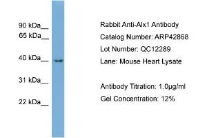 WB Suggested Anti-Alx1 Antibody Titration:  0. (ALX1 Antikörper  (N-Term))