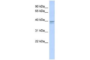 Western Blotting (WB) image for anti-Ribonucleotide Reductase M2 (RRM2) antibody (ABIN2458978) (RRM2 Antikörper)