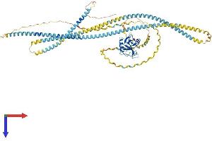 COLEC12 Protein (AA 1-742) (His tag)