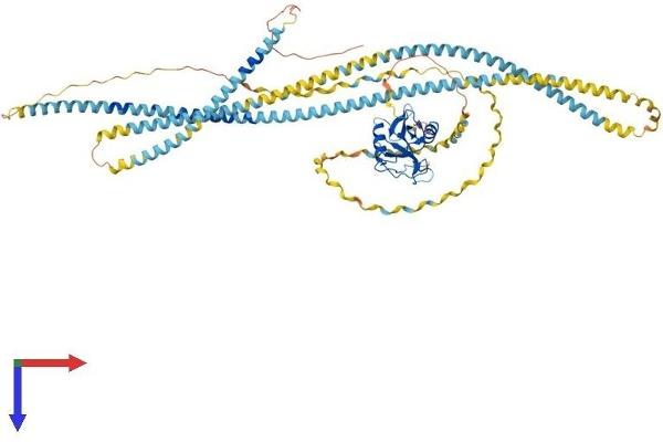 COLEC12 Protein (AA 1-742) (His tag)