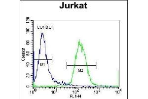 RBPJL Antibody (N-term) (ABIN655981 and ABIN2845365) flow cytometric analysis of Jurkat cells (right histogram) compared to a negative control cell (left histogram). (RBPJL Antikörper  (N-Term))