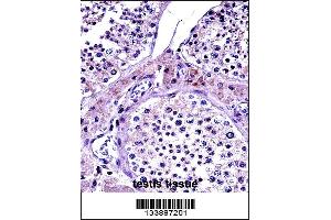 NR0B1 Antibody immunohistochemistry analysis in formalin fixed and paraffin embedded human testis tissue followed by peroxidase conjugation of the secondary antibody and DAB staining. (NR0B1 Antikörper  (AA 304-333))