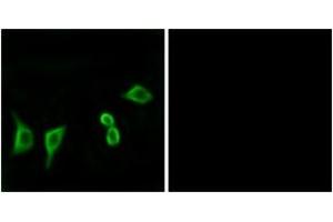 Immunofluorescence (IF) image for anti-Olfactory Receptor, Family 8, Subfamily G, Member 2 (OR8G2) (AA 237-286) antibody (ABIN1536069)