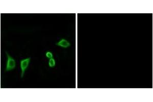Immunofluorescence analysis of LOVO cells, using OR8G2 Antibody. (OR8G2 Antikörper  (AA 237-286))
