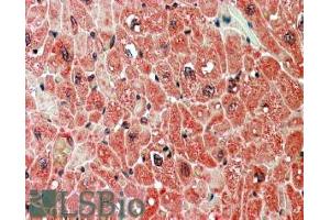 ABIN184649 (5µg/ml) staining of paraffin embedded Human Heart. (PPP2R5A Antikörper  (C-Term))