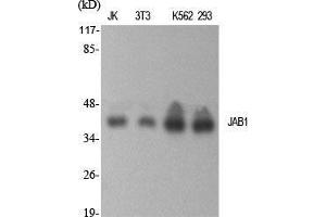 Western Blot (WB) analysis of specific cells using JAB1 Polyclonal Antibody.