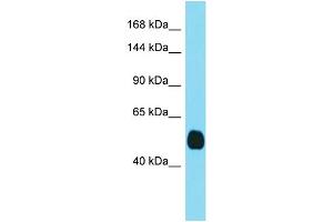 Host: Rabbit  Target Name: Tmprss3  Sample Tissue: Mouse Kidney lysates  Antibody Dilution: 1. (TMPRSS3 Antikörper  (C-Term))