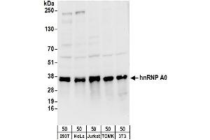 anti-Heterogeneous Nuclear Ribonucleoprotein A0 (HNRNPA0) (AA 150-200) antibody