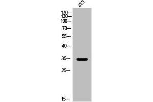 Western Blot analysis of 3T3 cells using Olfactory receptor 5AP2 Polyclonal Antibody (OR5AP2 Antikörper  (C-Term))