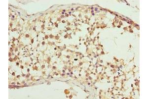 Immunohistochemistry of paraffin-embedded human testis tissue using ABIN7147764 at dilution of 1:100