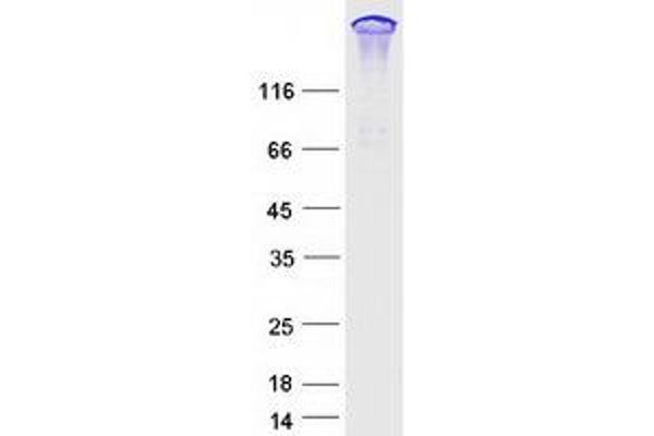 ARHGEF11 Protein (Transcript Variant 2) (Myc-DYKDDDDK Tag)