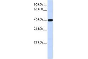 Image no. 1 for anti-Tropomodulin 3 (TMOD3) (AA 36-85) antibody (ABIN6741279) (TMOD3 Antikörper  (AA 36-85))