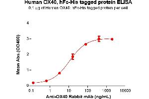 ELISA plate pre-coated by 1 μg/mL (100 μL/well) Human OX40 Protein, hFc-His Tag (ABIN6961095, ABIN7042219 and ABIN7042220) can bind Anti-OX40 Rabbit mAb in a linear range of 3. (TNFRSF4 Protein (AA 29-216) (Fc-His Tag))