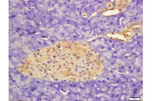 Formalin-fixed and paraffin embedded rat pancreas labeled with Rabbit Anti-APOD Polyclonal Antibody, Unconjugated  at 1:200 followed by conjugation to the secondary antibody and DAB staining (Apolipoprotein D Antikörper  (AA 21-120))