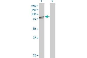 Western Blot analysis of HSPA9 expression in transfected 293T cell line by HSPA9 MaxPab polyclonal antibody. (HSPA9 Antikörper  (AA 1-679))
