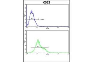 Flow cytometric analysis of k562 cells using Denatured ATG1 Antibody  (bottom histogram) compared to a negative control cell (top histogram). (ULK1 Antikörper)