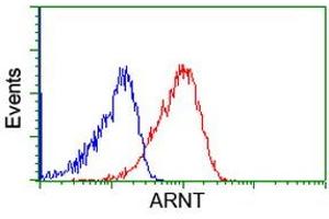 Image no. 6 for anti-Aryl Hydrocarbon Receptor Nuclear Translocator (ARNT) antibody (ABIN1496730) (ARNT Antikörper)