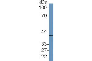 Rabbit Capture antibody from the kit in WB with Positive Control: Human hela cell lysate. (BMP2 CLIA Kit)